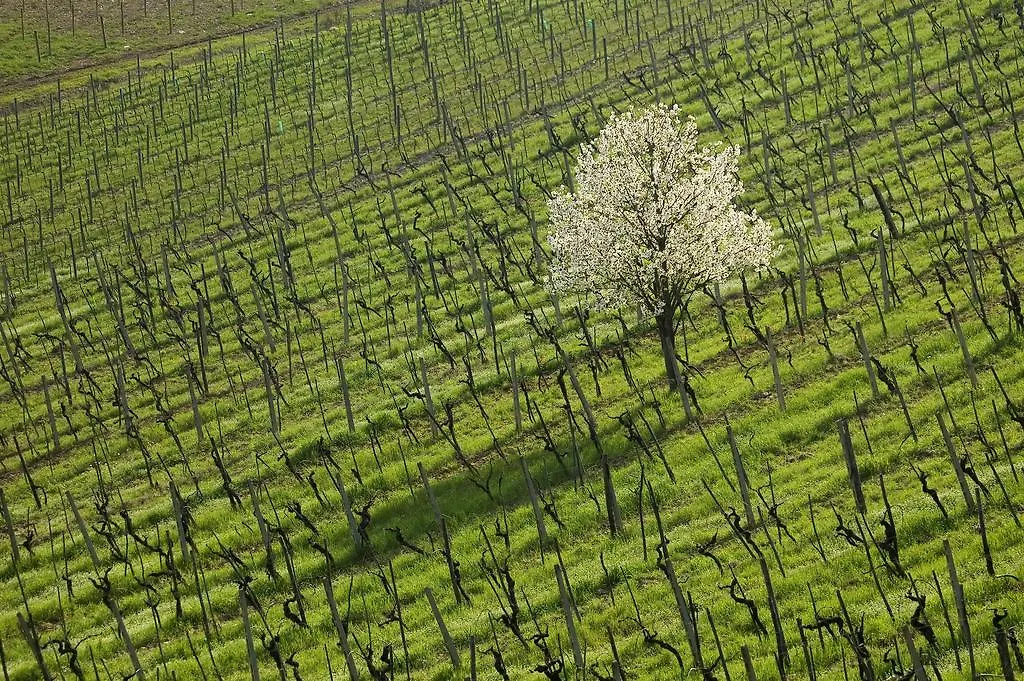 Agriturismo Buondonno Castellina in Chianti Lägenhet